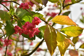 Obraz premium Spindle bush red tree german garden in autumn