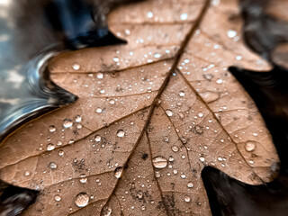 Close up of oak leaf with rain drops on it floating in water