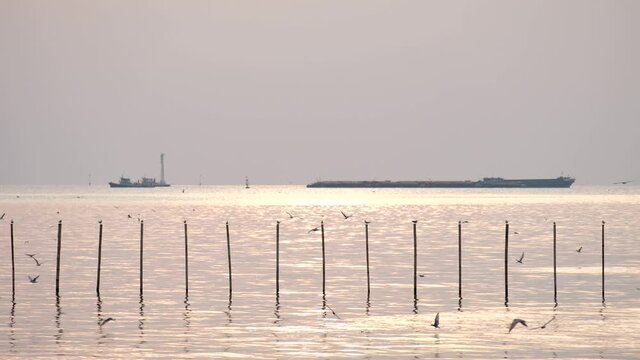 White seagulls(Laridae) flying over the Sea under sunset bangpoo thailand 4k