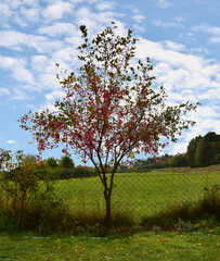 Spindle bush red tree german garden in autumn