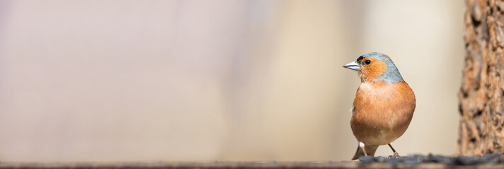 Chaffinch on a branch