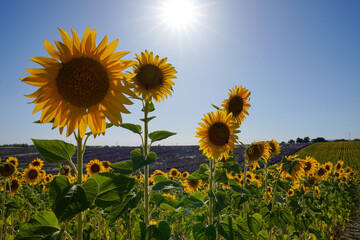 Sunflower field in Provence