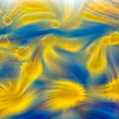 Sunflowers field. Artistic photography. Pa