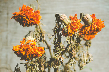 flores muertas de cempasuchil día de muertos