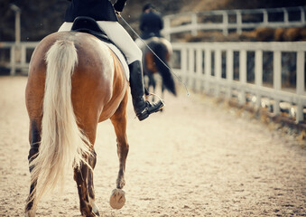 Equestrian sport. Dressage of horses in the arena.