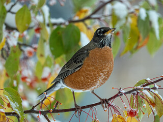 A Robin perched in a tree as snow falls