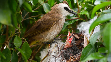 Mother bird feeding bapy birds in a nest of yellow-vented bulbul (Pycnonotus goiavier)