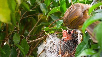 Mother bird feeding bapy birds in a nest of yellow-vented bulbul (Pycnonotus goiavier)