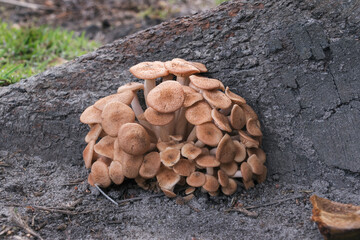 Muchrooms emerging from a root crevice in a tree