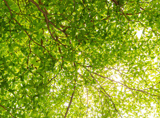 background and texture of green leaves in nature on tree.  Terminalia ivorensis Chev tree.