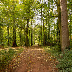 Fototapeta premium autumn in the park