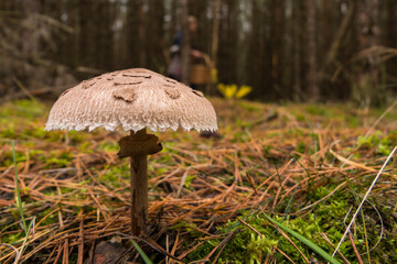 Forest mushroom Umbrella mushroom in the moss with a mushroom picker in the background. Macro close up in natural setting. Inspirational natural autumn landscape