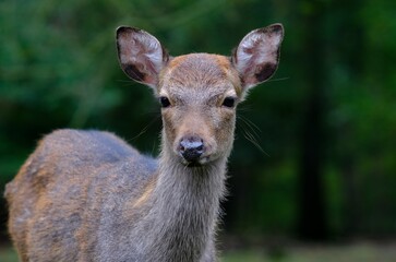 close up of a deer in the woods - 387440209