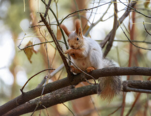 Fluffy squirrel sitting on a tree among the branches in the autumn forest, close-up