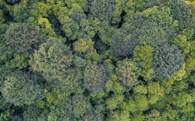 Naklejka premium Forest overlook from the 300 feet sky pictures 
