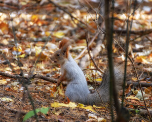 Naklejka na ściany i meble Squirrel sitting on the ground among the fallen autumn leaves