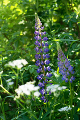 Beautiful summer flowers in the morning sun