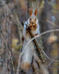 Fluffy squirrel sitting on a tree among the branches in the autumn forest, close-up