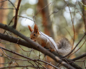 Fluffy squirrel sitting on a tree among the branches in the autumn forest, close-up