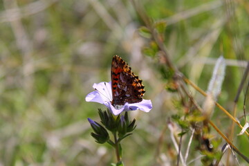 butterfly on a flower