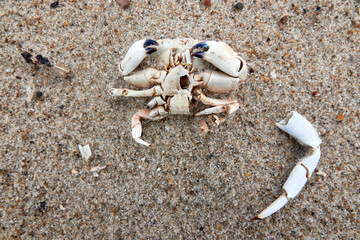 Top view of a dead crab on the beach. Closeup.