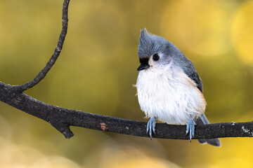 Tufted Titmouse Perched on an Autumn Branch