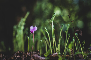 natural Cyclamen in the wood