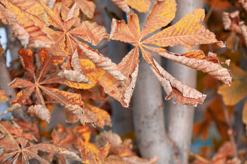 Frozen leaves of Aesculus (or Horse chestnut, acorn, esculus) on branches in late autumn. Selective focus.