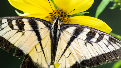 Eastern Tiger Swallowtail Butterfly Sipping Nectar from the Accommodating Flower