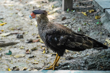Bird in the Amazonia
