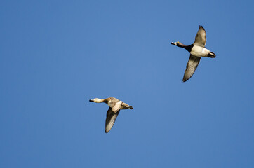 Pair of Ring-Necked Ducks Flying in a Blue Sky