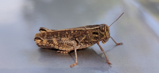 grasshopper on the ground