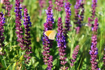lavender flowers in the garden
