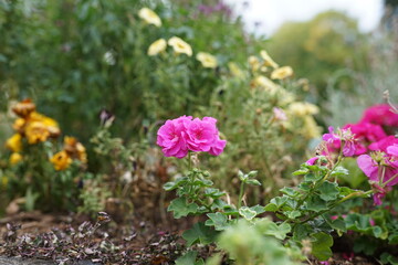 Blümchen in der Natur