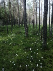 Fototapeta premium swamp and dandelion