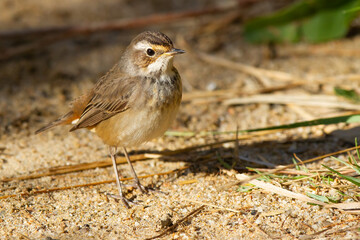 Bluethroat, Luscinia svecica, Doñana National Park, juvenile bird, Spain