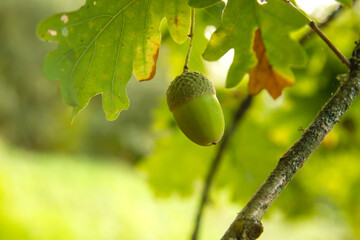 Obraz premium Quercus robus acorn