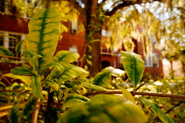 Fototapeta premium tropical forest