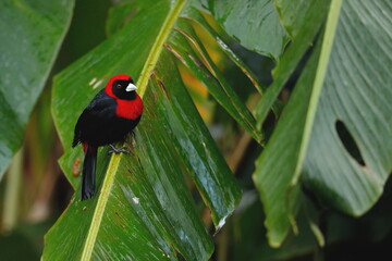 Crimson-collared tanager (Ramphocelus sanguioletus)