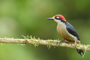 Black-cheeked woodpecker (Melanerpes pucherani)