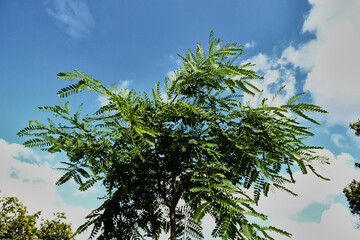 Obraz premium Tipuana Tipu Krone Jung