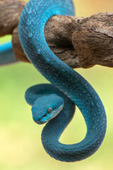 Obraz premium the white-lipped island pit viper (Trimeresurus insularis)