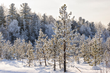 A cold sunny day in winter snow-covered forest. West Siberia.