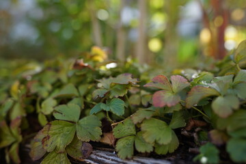 Blümchen in der Natur