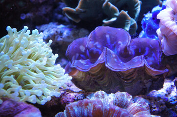 Lively coral and water. Bright colors, nature under the ocean.