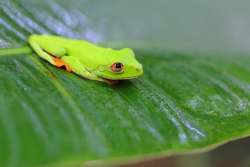 Agalychnis saltator