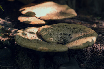 Large inedible mushrooms growing on trees