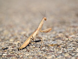 Praying mantis on asphalt road.