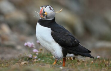 Atlantic puffin (Fratercula artica) Shetland islands 