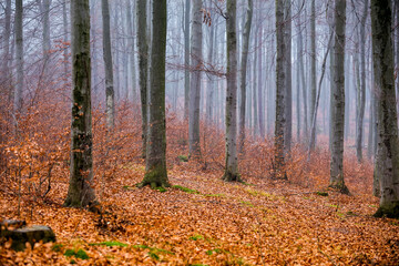 Beech autumn forest